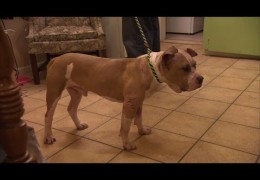 Sweet Pit Bull Familiarizes Himself With New Surroundings