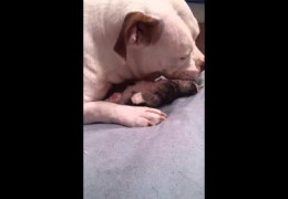Sweet Mothering Pit Bull Is Grooming A Kitten