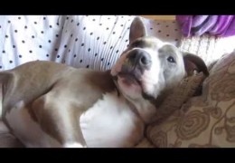 Waking Up A Pit Bull With Peanut Butter