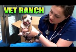 Broken Jaw Pit Bull Puppy Rescued