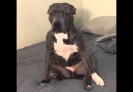 Pit Bull Reacts Slowly To Bang