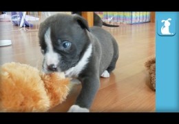 Baby Pit Bull Puppy Wants Teddy
