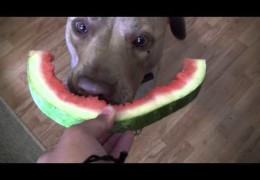 Pit Bull Eating Watermelon Like A Human