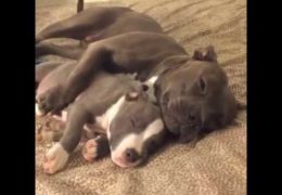 The Adorable Bond Between Pit Bull Puppy And Mother