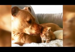 Pit Bull Surprised With Kitten Of His Own
