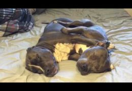 Pit Bulls Cuddle And Wag Their Tails