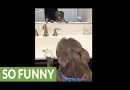 Pit Bull Sings To Her Reflection In The Mirror