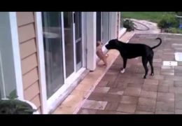 Smart Pit Bull Teaches Cute Puppy To Use Door