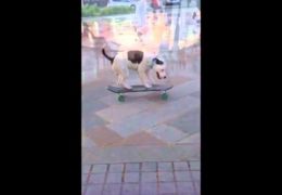 This Staffordshire Bull Terrier Is A Skateboarding Pro