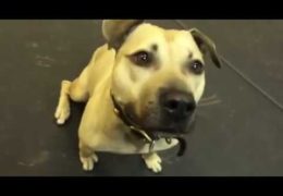 Rescued Pit Bull Has Best Reaction To Eating Pizza