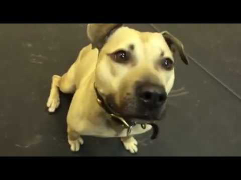 Rescued Pit Bull Has Best Reaction To Eating Pizza - Truth About Pit Bulls