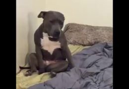 Funny Tired Pit Bull