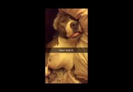 Sleeping Pit Bull Hilariously Compares Expectations VS Real Life