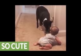 Pit Bull Teaches Baby How To Play Fetch
