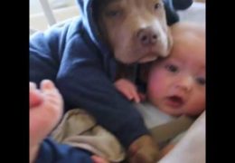 Baby Snuggles With American Bully Puppy