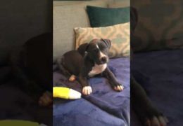 Pit Bull Puppy Hears Music For The Very First Time
