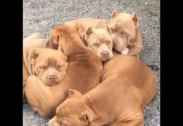 Chocolate Brown Bully Pit Bull Puppies Pile Up For A Nap