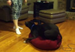 This Stubborn Dog Refuses To Get Off His bed