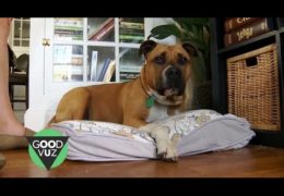 Rescued Pit Bull Saves Owner’s Life