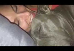Girl Sleeps Beside A Snoring Pit Bull