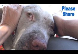 Pit Bull Living On The Streets Was Ready To Be Rescued