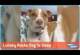 Lullaby Rocks Dog To Sleep