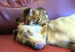 Cat Gives Pit Bull Hypnotherapy The Translation