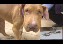 Pit Bull Puppy Survives Being Stung By Over 400 Bees