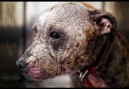 Recovery Of Pit Bull Puppy Covered In Scars Deserted To Die In The Wilderness