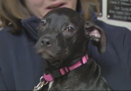 Starved And Abandoned Pit Bull Puppy Now Adopted