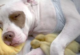 This Rescue Pit Bull Adopted Two Abandoned Ducklings