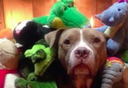 Senior Pit Bull And Toy Shark Are a Match Made In Heaven