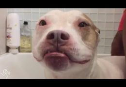 Senior Pit Bull Enjoys Bath Time