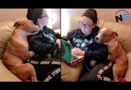 Adopted Pit Bull Won’t Stop Snuggling With Woman Who Saved Him