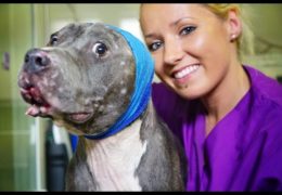 Betsy The Pit Bull Wouldn’t Fight This Is What Happened Next