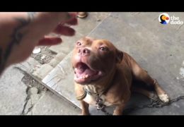 Pit Bull Can’t Stop Wagging Tail When She’s Finally Rescued