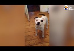 Smart Staffordshire Bull Terrier So Excited For His Walk