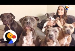 Family Cannot Stop Fostering Pit Bulls
