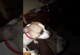 Funniest Sneezing Dog Ever