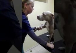 Obedient Pit Bull Patiently Waits For Vet To Take Blood Test