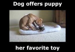 Dog Offers Puppy Her Favorite Toy