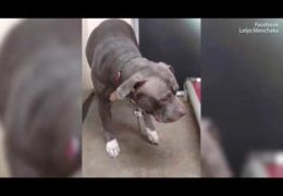The Moment A Pitbull Realizes Her Owners Abandoned Her At A Shelter