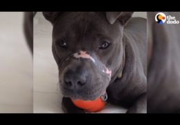 Pit Bull Abandoned With Mouth Taped Shut Is Now Rescued and Loved
