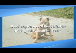 Dead Pit Bull On Side Of Road Lifts Her Head to Tell Woman She’s Still Alive