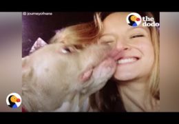 Pit Bull With No Ears Finally Finds Love