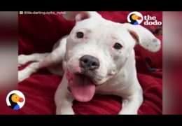 Pit Bull With Rare Disorder Finds Best Dad Ever