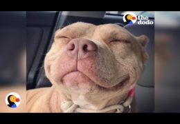 Sweet Pit Bull Gets Adopted Because Of Her Smiling Face