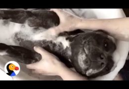 Staffordshire Bull Terrier Loves Bubble Bath