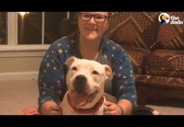 Pit Bull With Cancer Gets Spoiled For The First Time In Her Life