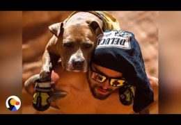 Pit Bull Once Afraid Of Everything Now Goes On Epic Hikes